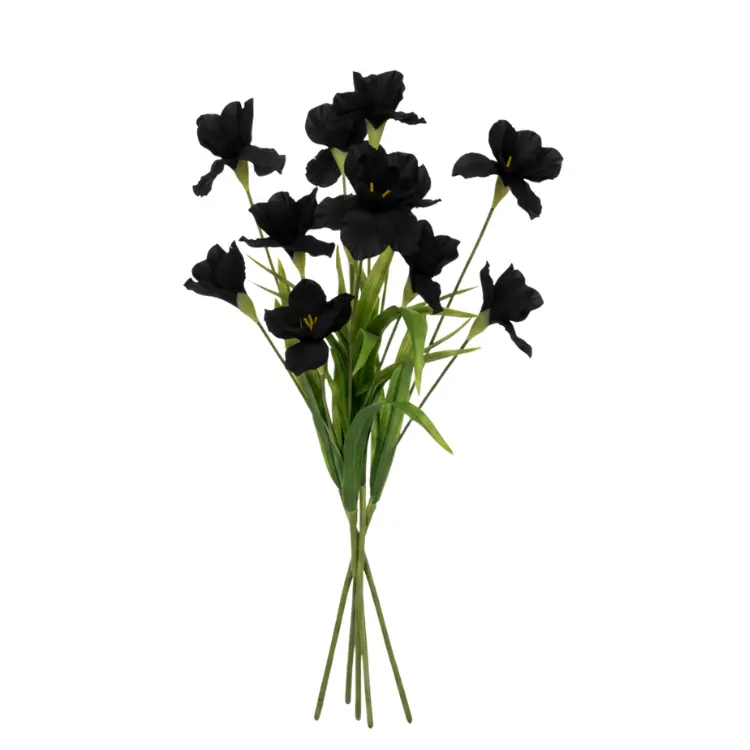 פרח אירוס שחור