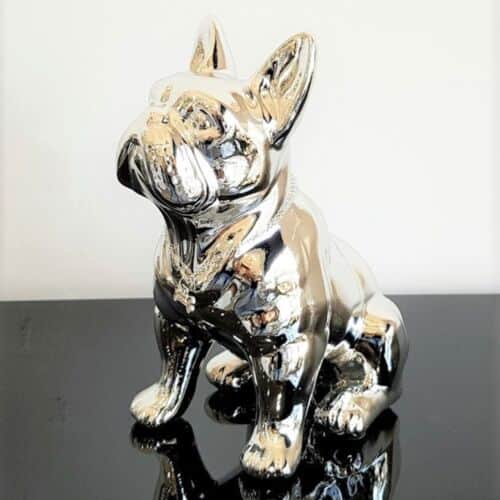 בולדוג כסוף קטן