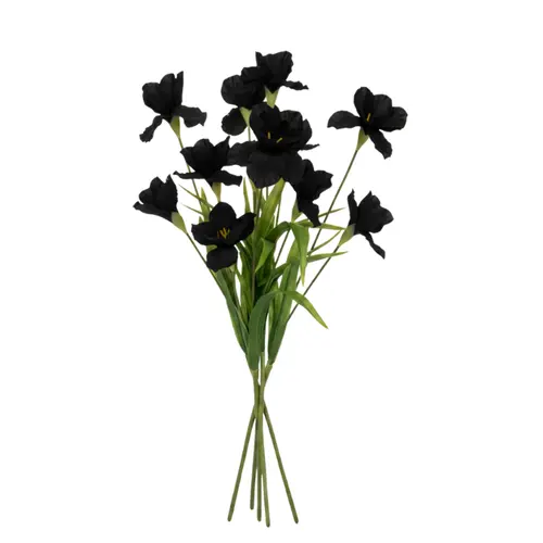 פרח אירוס שחור